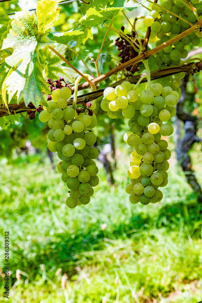 vineyard with ripe grapes in the river Main valley