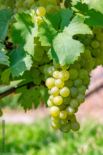 Wallpaper Mural vineyard with ripe grapes in the river Main valley Torontodigital.ca