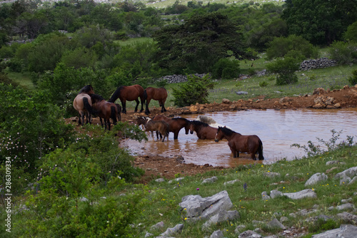 Wildpferde Velebit Kroatien