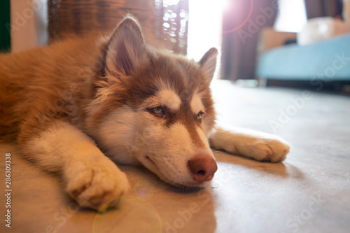 Fototapeta Naklejka Na Ścianę i Meble -  Picture of a chill dog is lying on the floor at home. Siberian Husky