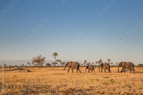 Herd of elephants in Hwange National Park Zimbabwe photo