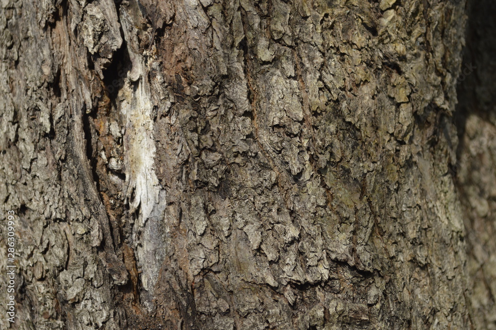 old tree bark