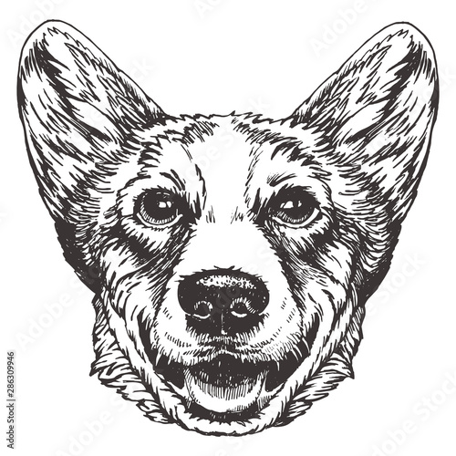 Portrait of Pembroke Welsh Corgi. Hand-drawn illustration. Vector