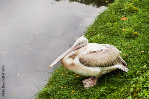 Photography Pelican sitting on the grass near the pond zoo Moscow Russia.