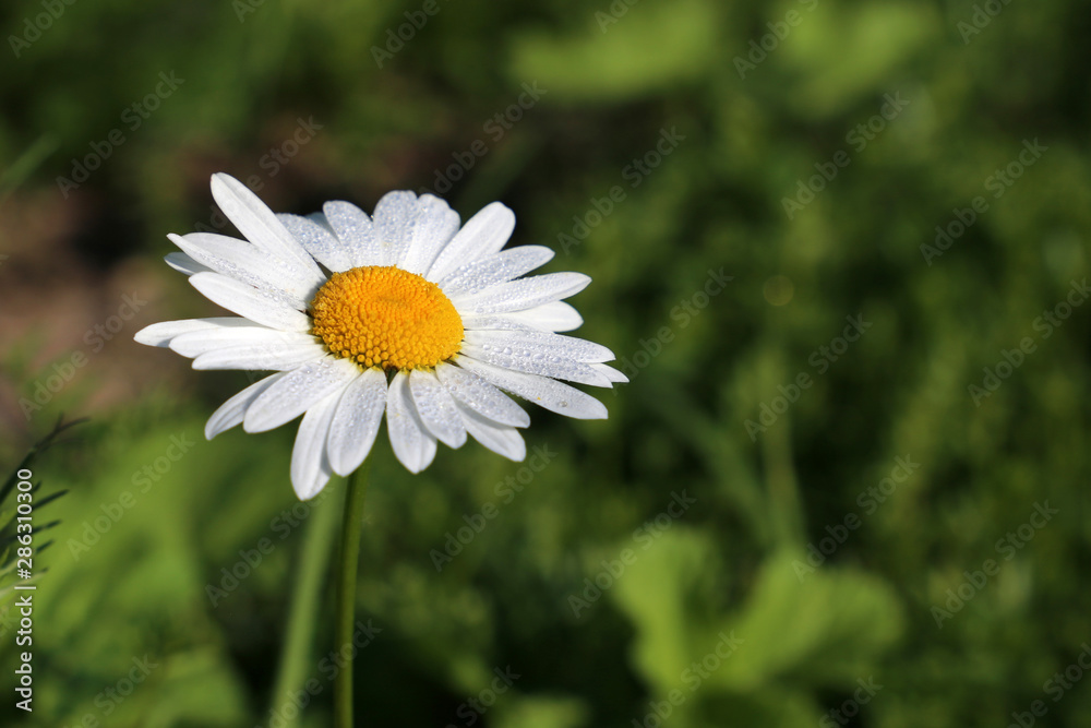 Daisy flower with water drops close-up on a green meadow. Dew on chamomile white petals, freshness of summer nature Daisy flower with water drops close-up on a green meadow. Dew on chamomile white petals, freshness of summer nature