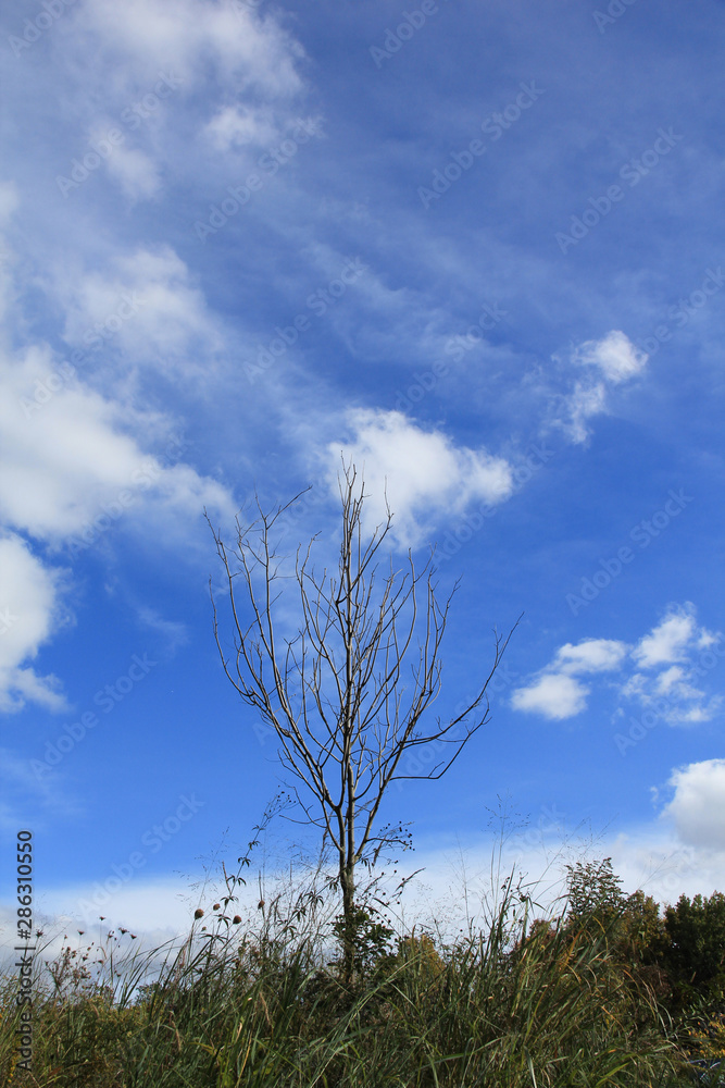 A tree without leaves on blue sky background A tree without leaves on blue sky background