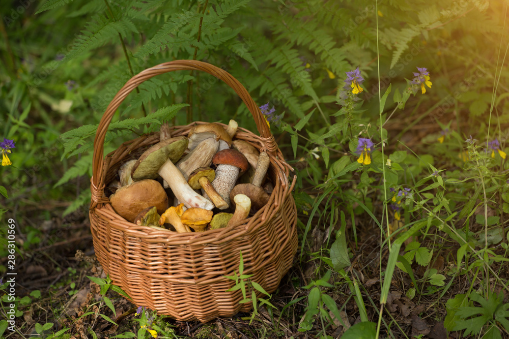 Edible mushrooms porcini in the wicker basket in sunlight. Nature, forest Edible mushrooms porcini in the wicker basket in sunlight. Nature, forest