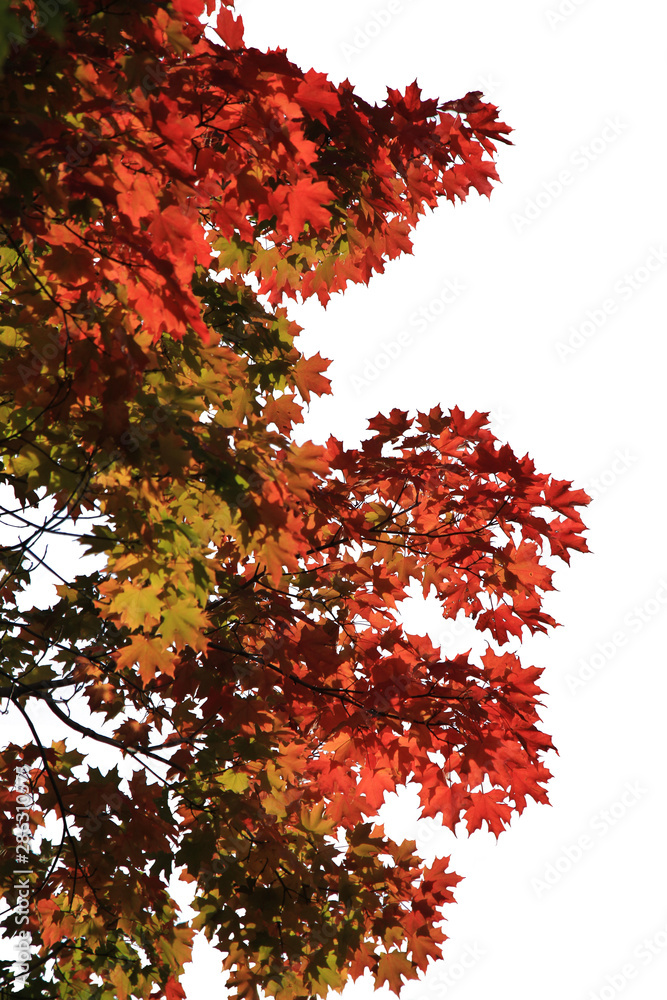 Maple leaves isolated on white background