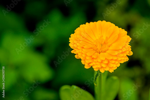 Calendula, medicinal plant with flower photo