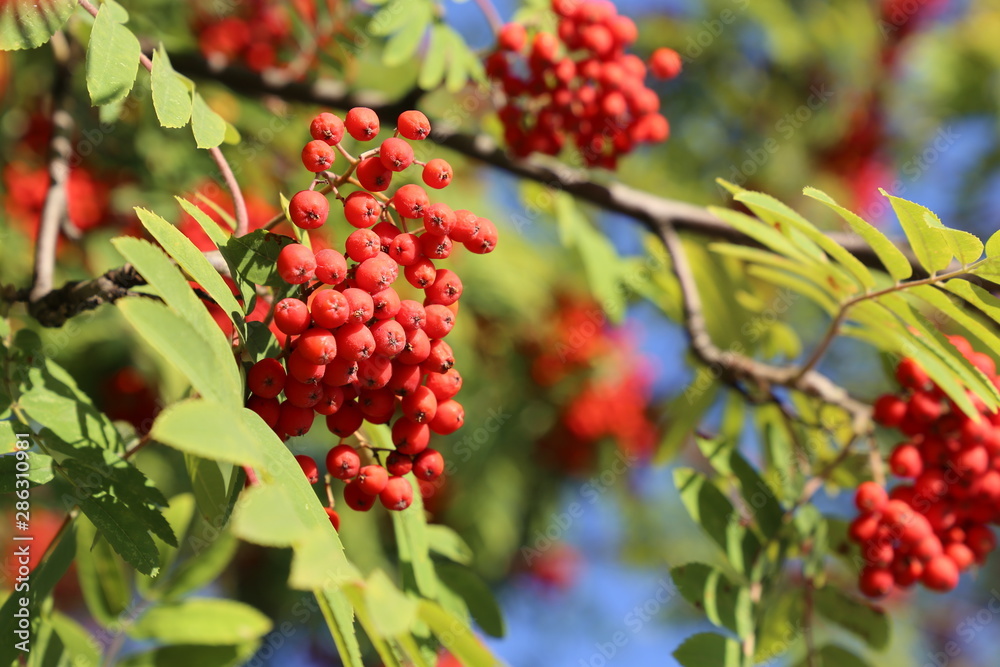 Rowan berries growing on a tree branch in sunny day, close-up. Medicinal berries of mountain-ash in summer Rowan berries growing on a tree branch in sunny day, close-up. Medicinal berries of mountain-ash in summer