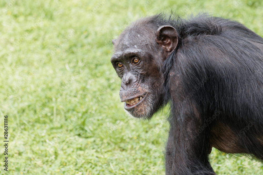Portrait of chimpanzee staring with round eyes and funny expression. Portrait of chimpanzee staring with round eyes and funny expression.