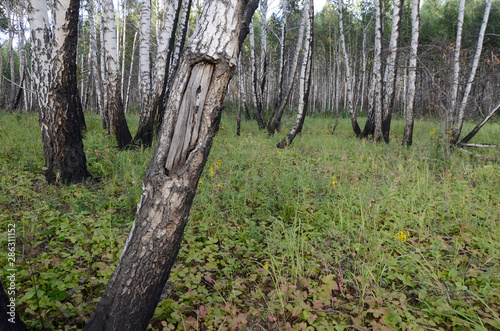 Birch forest 2 years after the fire.