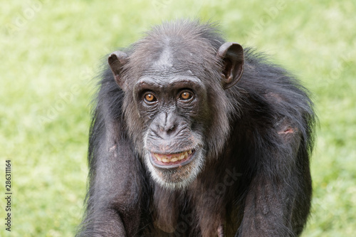 Foto Portrait of chimpanzee staring at camera with round eyes and funny expression
