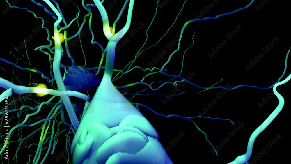 Journey into the brain that passes through the neurons transmit information or memories