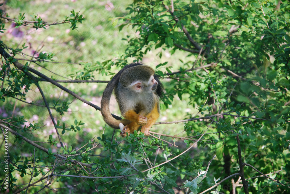 Obraz premium Common Squirrel Monkey, Saimiri sciureus in tropical forest sitting on tree.