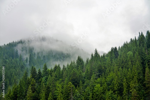 fog over the forest