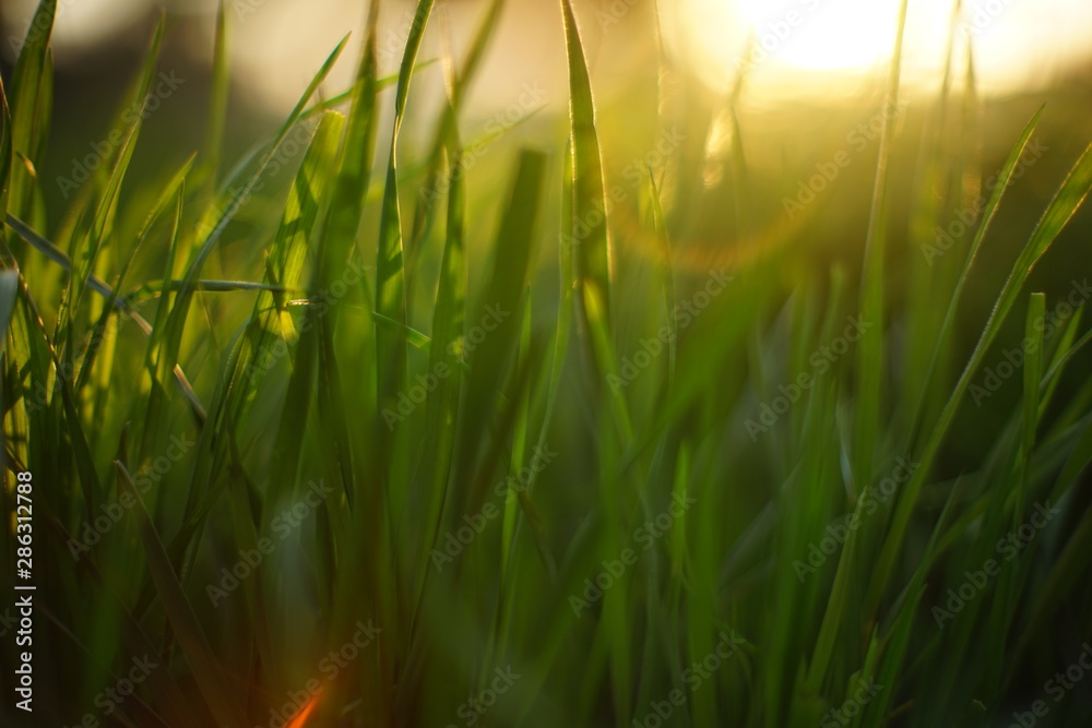 Fresh green spring grass with sun. Soft Focus. Nature Background