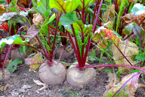The new harvest of red beets grew on the bed.