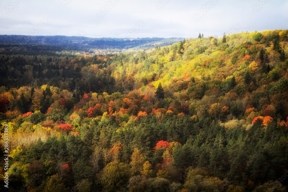 Autumn at Gauja Nationalpark near Sigulda in Latvia, Baltic States, Europe