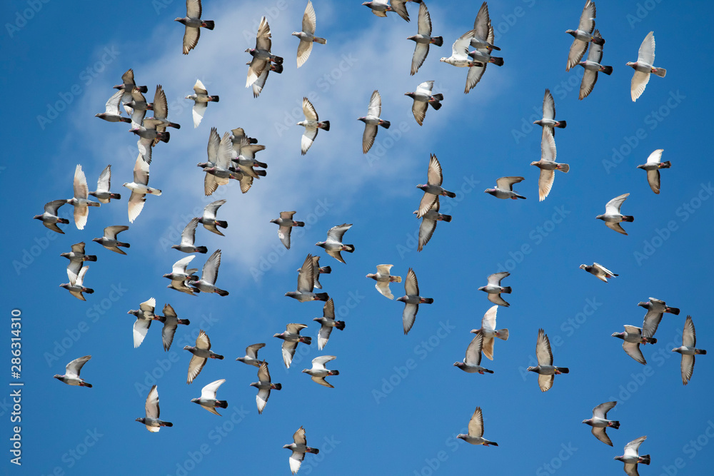 Fototapeta premium flock of speed racing pigeon bird flying against clear blue sky