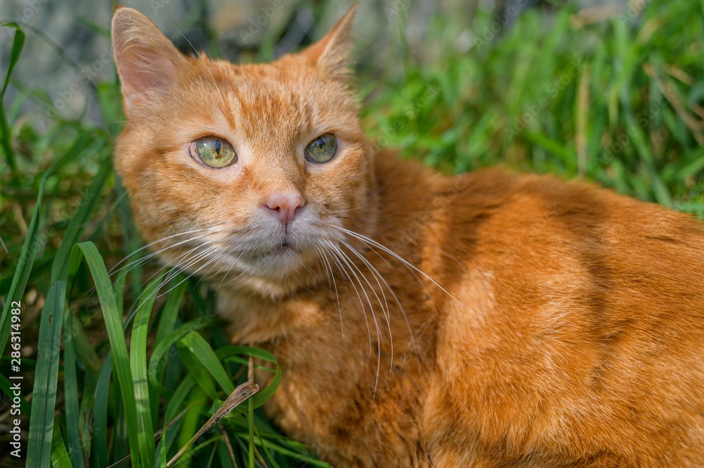 Red cat sneaking through the grass.