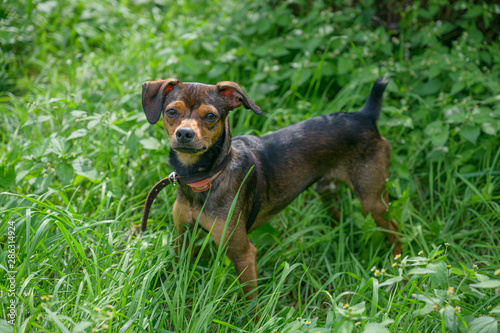 Miniature pinscher puppy sneaking through the grass.