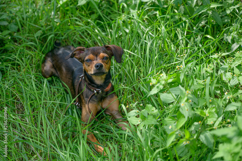 Miniature pinscher puppy sneaking through the grass.