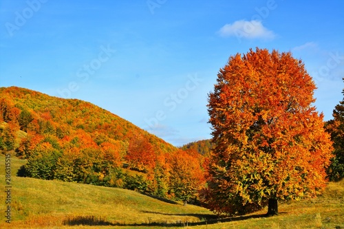 autumn landscape with trees