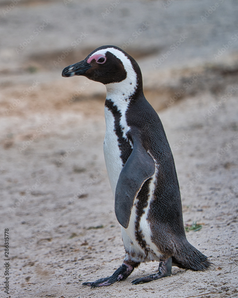 Fototapeta premium Penguin in South Africa