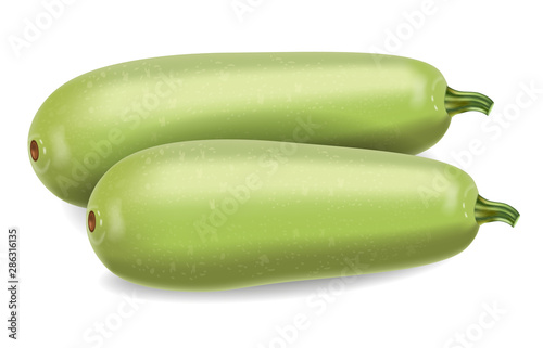 Zucchini Vector realistic isolated on white. Fresh raw vegetable detailed 3d illustrations