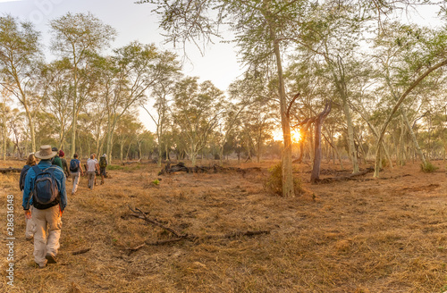 Walking safari in fever tree forest at dawn photo