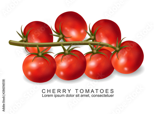 Cherry tomatoes vector realistic isolated on white 3d illustrations