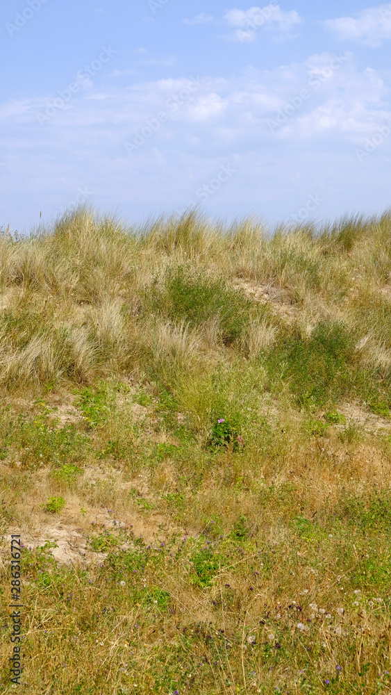 palntes sur le littoral palntes sur le littoral
