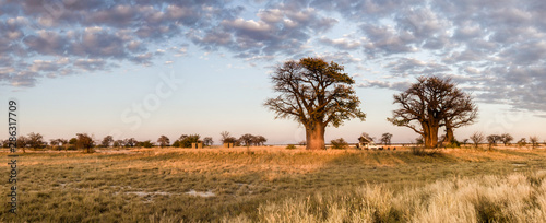 Camping under baobab trees in Botswana photo