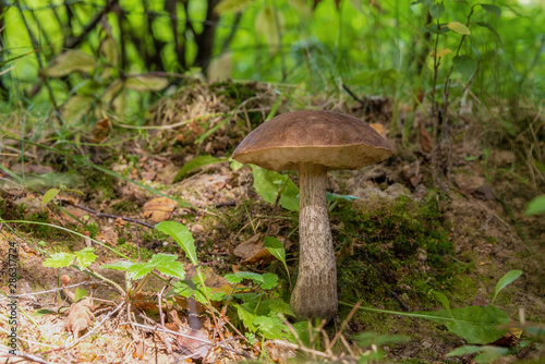 Mushroom Boletus grows in the forest