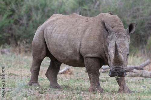White rhino in the wild with impressive horn