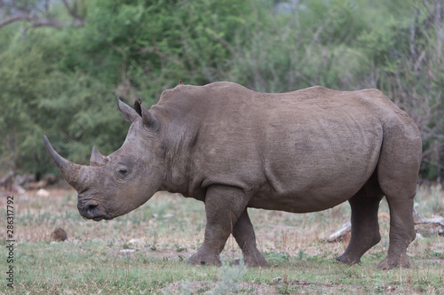 White rhino with horn in profile