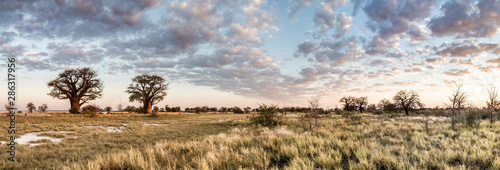 Foto Botswana baobab panorama