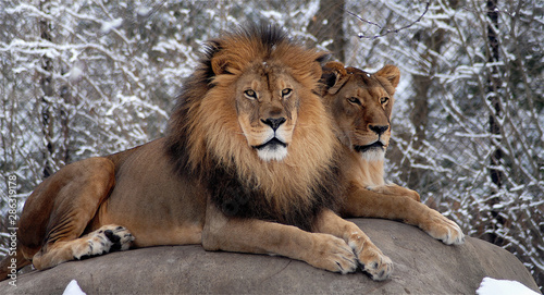 Lions II