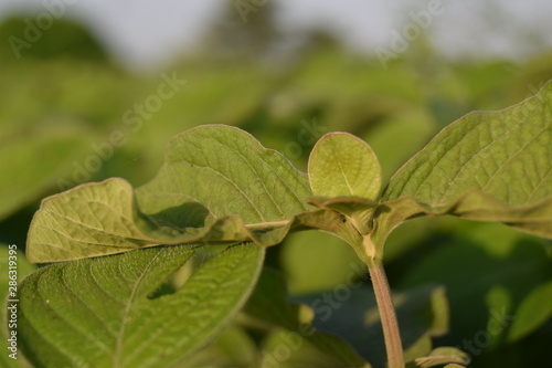 Wallpaper Mural green leaf with drops of water Torontodigital.ca