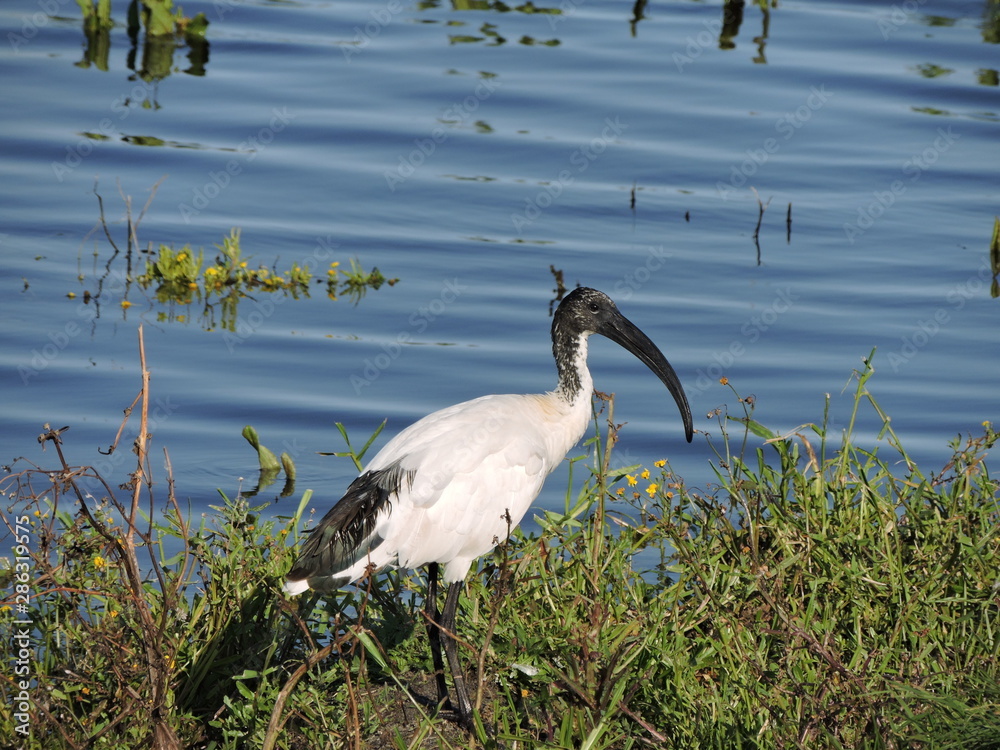 Obraz premium Sacred Ibis searching for it's next meal.