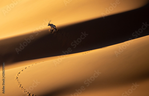 Fotobehang Solitary oryx standing on a sand dune in Sossusvlei desert during sunset on the edge of shadowy and light sand