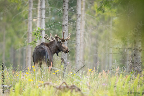 Mammal - bull moose (Alces) photo