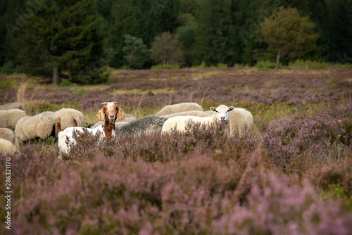 Grazing Sheep (Bentheimer sheep - Ovis aries) in the Niedersfelder Hochheide. They eat the grasses and get space for the heather plants. Panorama, sheep is looking at the camera photo