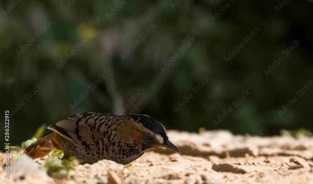 Rufous Chinned Laughing Thrush searching food in Sattal Rufous Chinned Laughing Thrush searching food in Sattal