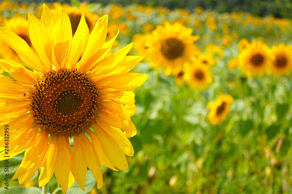 field of sunflowers