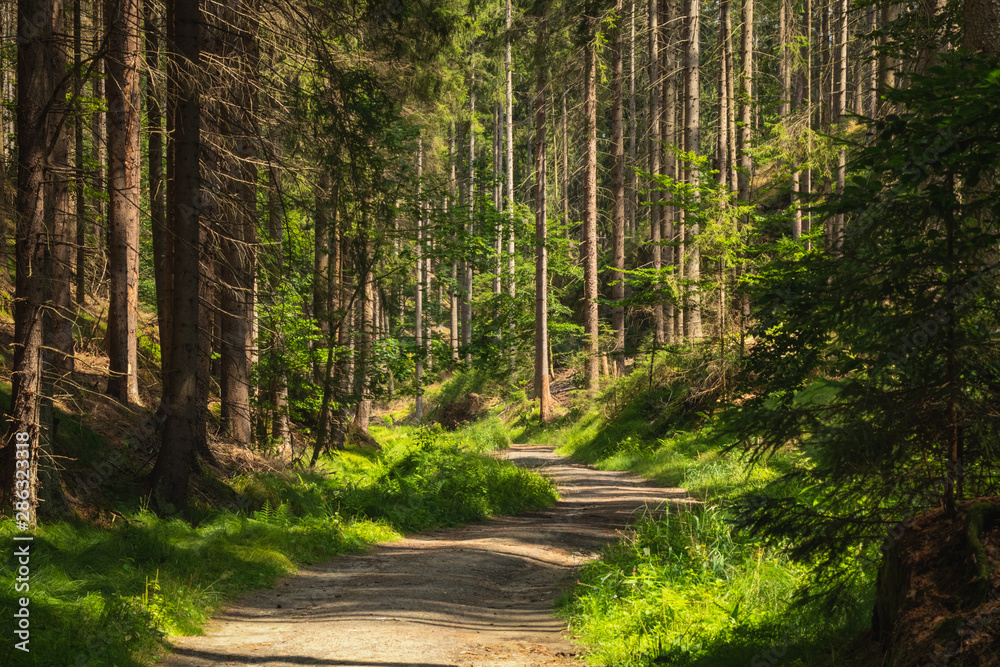 Sunlight in Saxony national park forest, Czechia