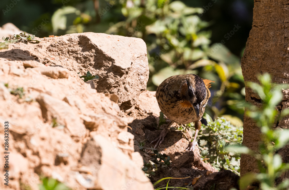 Obraz premium Rufous Chinned Laughing Thrush searching food in Sattal