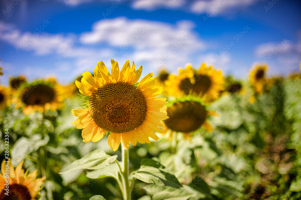 Gorgeous natural Sunflower  landscape, blooming sunflowers agricultural field, cloudy blue sky