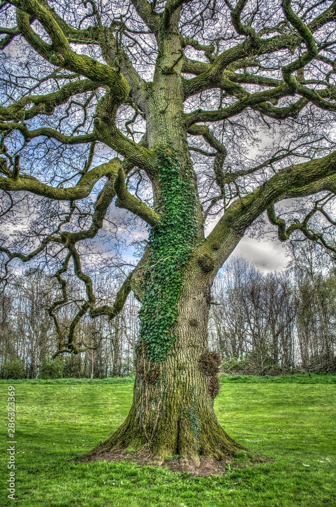 Obraz premium Tree park hdr